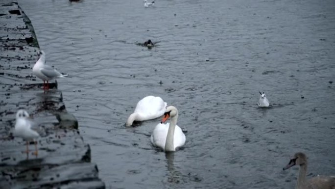 雨天天鹅、鸭子和海鸥在湖中游泳