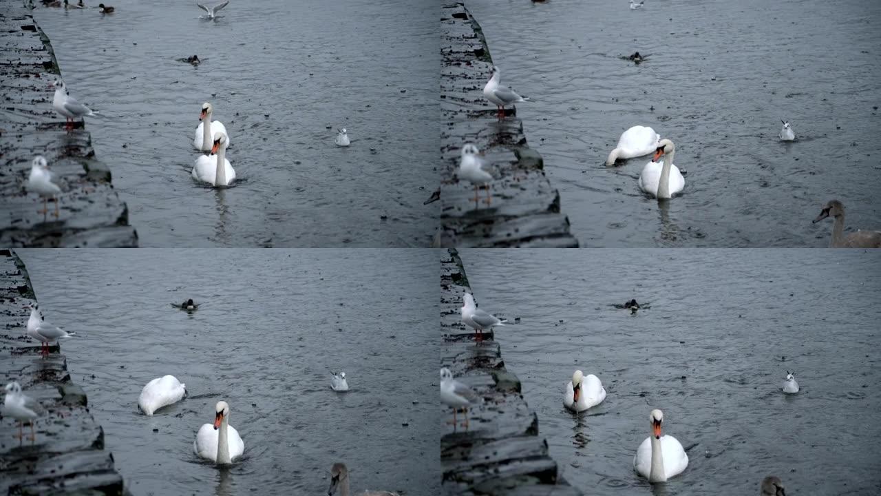 雨天天鹅、鸭子和海鸥在湖中游泳