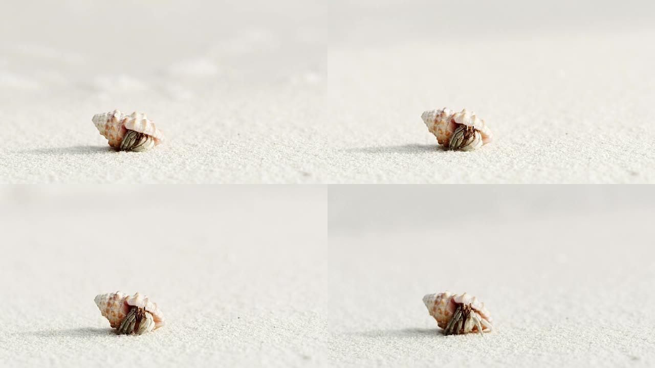马尔代夫白色沙滩上从贝壳中冒出来的CU沙蟹
