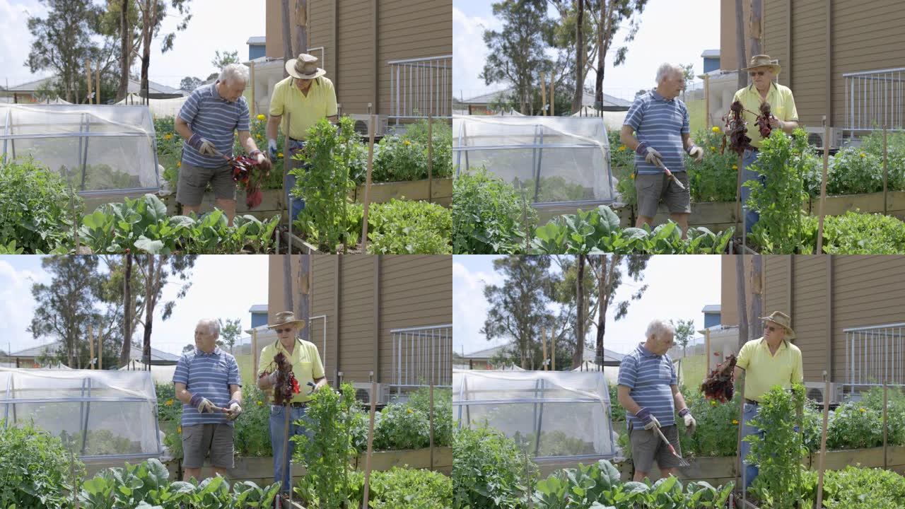 拉起甜菜根栽培栽种种植