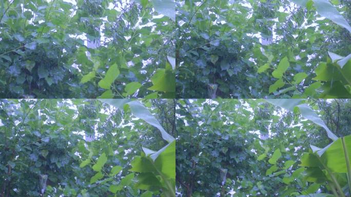 绿树上正在下雨梅雨季节树叶自然