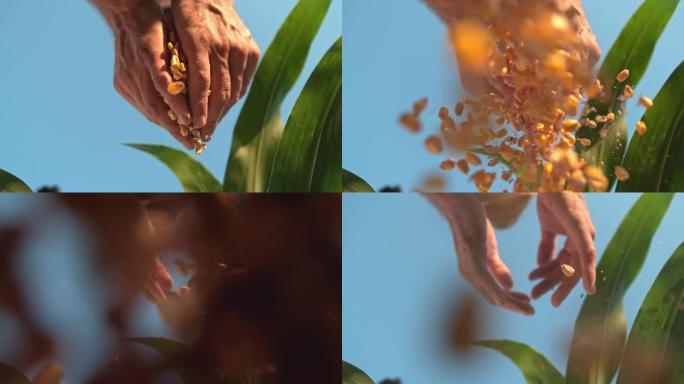 超级SLO MO农民的手在相机上放下玉米粒