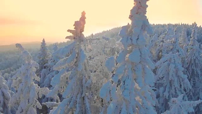 空中: 第一个冬季的阳光达到顶峰，覆盖着积雪的冰冻云杉树