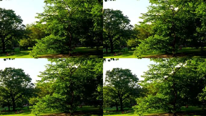 纽约中央公园绿树成荫绿意盎然