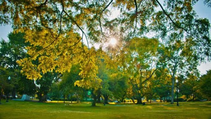 共同波士顿公园的太阳。树。草地。