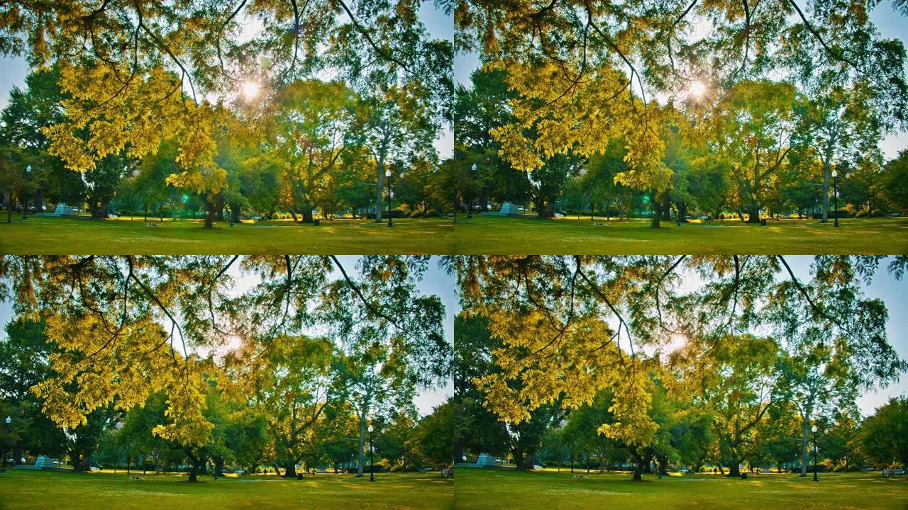 共同波士顿公园的太阳。树。草地。
