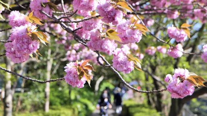 日本人沿着一排樱花树散步