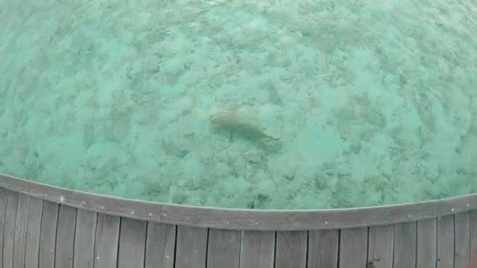 MS小鲨鱼在马尔代夫热带海洋的码头下游泳
