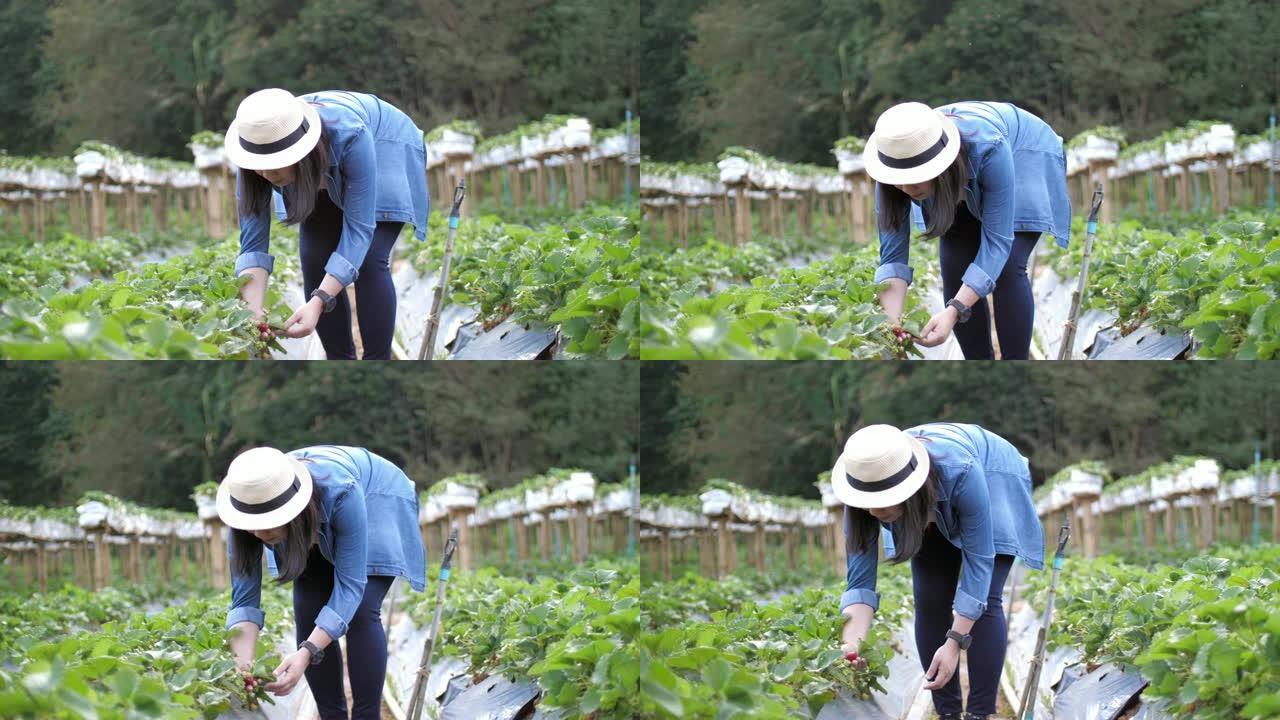 农夫在农场采摘草莓，慢动作