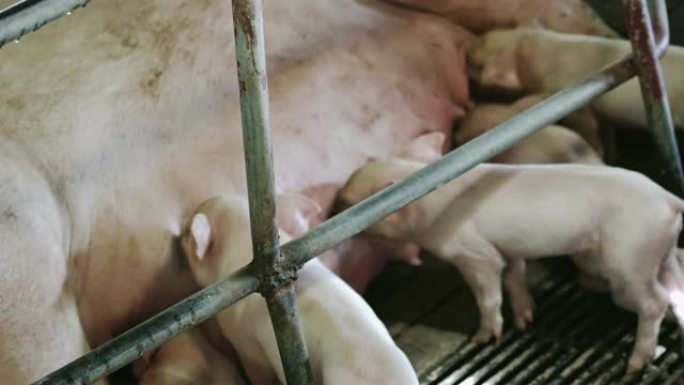 4k镜头小猪在工厂养猪场从母猪哺乳的场景，牲畜和家畜概念