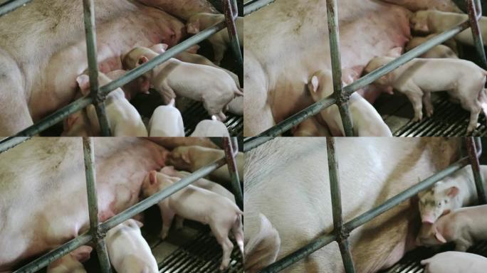 4k镜头小猪在工厂养猪场从母猪哺乳的场景，牲畜和家畜概念
