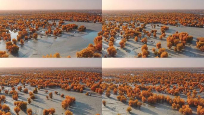 新疆鸟瞰图秋天到了枫叶黄叶枯叶叶子黄落叶