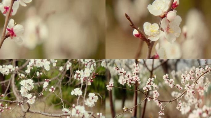 春天桃花引来小蜜蜂