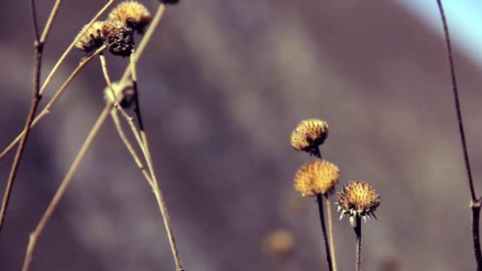 沙漠中的干花。阿根廷高原。