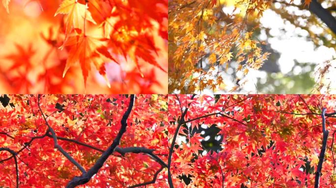 日本秋叶染红漫山红遍红叶