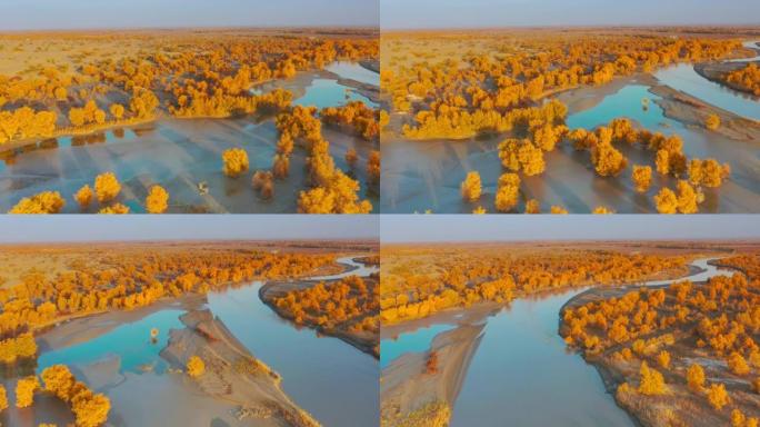 新疆鸟瞰图沙漠绿洲航拍沙漠湿地秋景金色胡