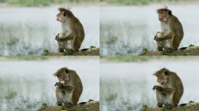 猴子吃女士