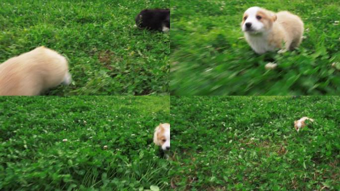 两只小狗柯基犬在三叶草场追赶相机