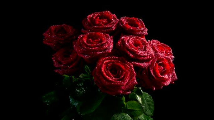 红玫瑰与水闪闪发光