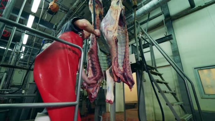 一名工厂工人正在清洗肉尸体。食品生产、肉类、猪肉加工厂。