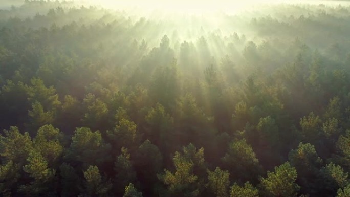 清晨的夏日雾蒙蒙的森林。空中无人机射击