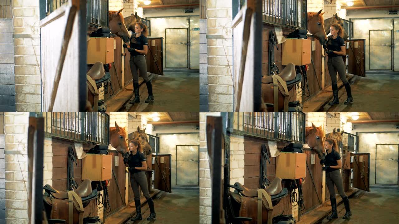 女运动员在马stable里喂马。