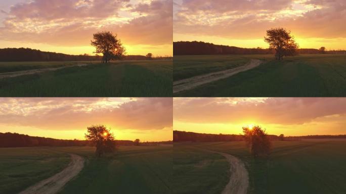 斯洛文尼亚日落时田园诗般的阳光明媚的麦田里的MS至WS单棵树