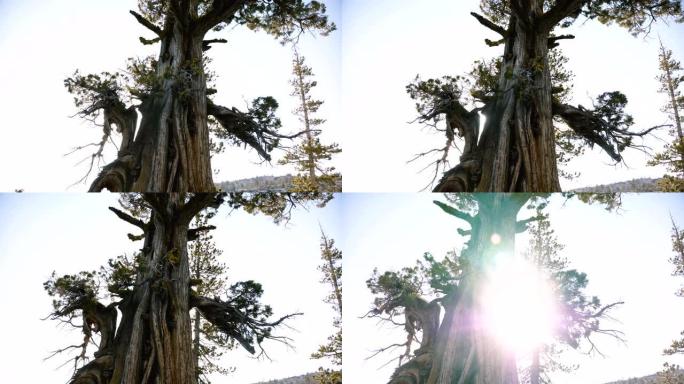 优胜美地国家公园慢动作的日光镜头耀斑中惊人的大型古松树的美丽低角度视图