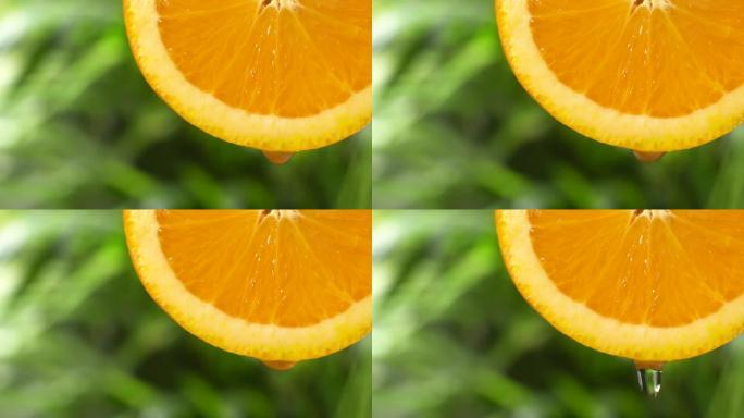 实时:从茂密的树叶上的橙子片上滴下的水滴