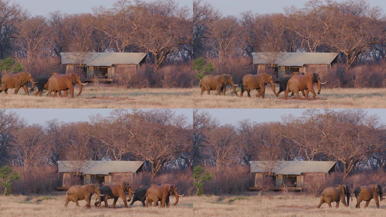 在津巴布韦万基国家公园Verney营地的客人帐篷前喝酒后，一小群大象离开水坑的4k视图