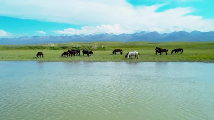 草原上放牧的马群放牧的马群畜牧业湖边放牧