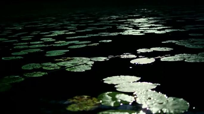 黑暗湖上的睡莲荷塘荷叶