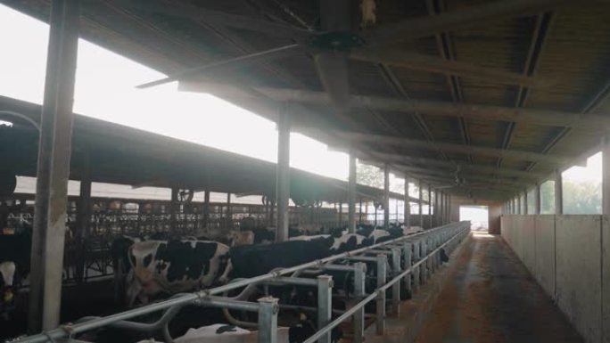 农场客厅用于生物奶制品行业的生态生长奶牛的慢动作