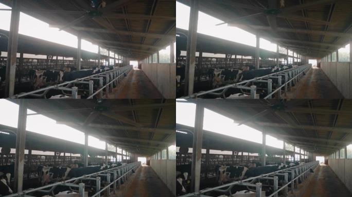 农场客厅用于生物奶制品行业的生态生长奶牛的慢动作