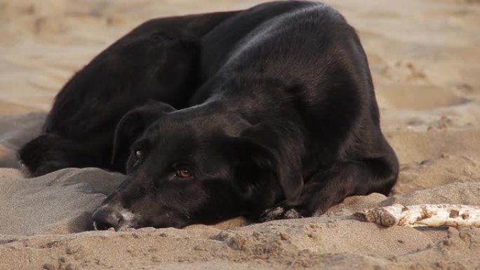黑狗睡在沙滩上。夏天、躺着、眼睛、