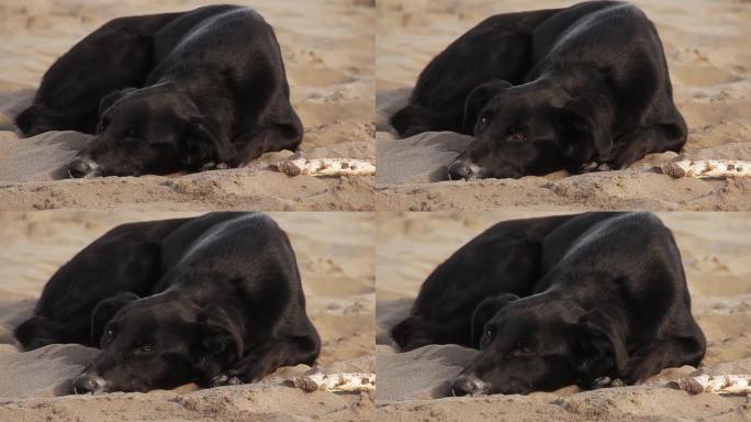 黑狗睡在沙滩上。夏天、躺着、眼睛、