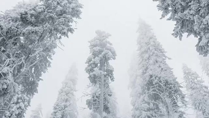 降雪中积雪覆盖的树木