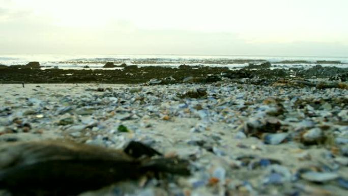 海滩上的死鸟4k海滩上的死鸟