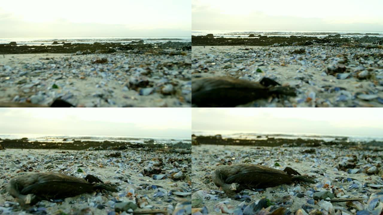 海滩上的死鸟4k海滩上的死鸟