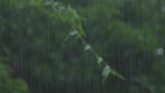 雨季4k左右平移雨季下雨