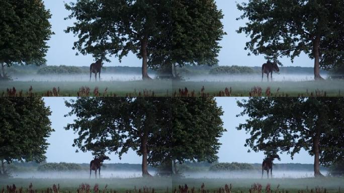 驼鹿在一个有雾的早晨觅食