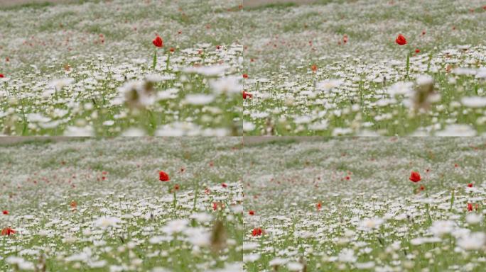 意大利翁布里亚卡斯特鲁乔，草地上的野花女士在宁静的微风中摇曳