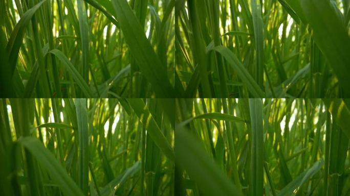 相机在日出的灯光下穿过新鲜的绿草。内草滑块射击，4K
