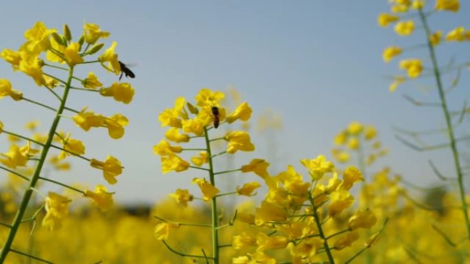 蜜蜂飞在黄色油菜籽花中采集蜂蜜。