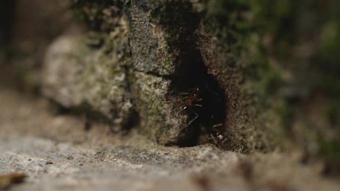 蚂蚁在洞穴巢周围工作的特写4k