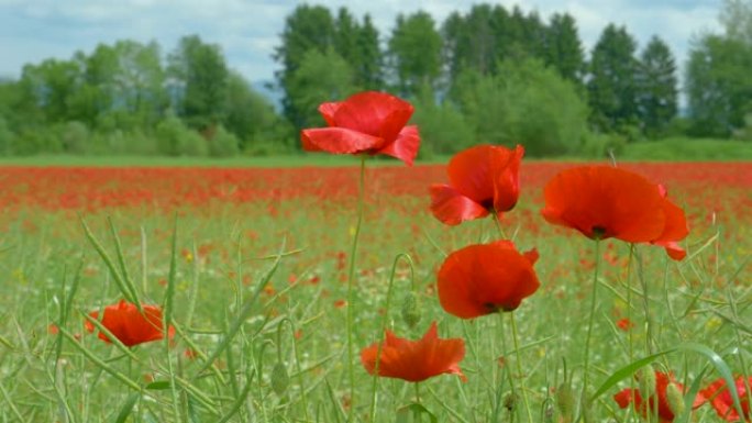 宏观，dop: 一片充满鲜红色花朵的草地在温暖的夏风中摇曳。