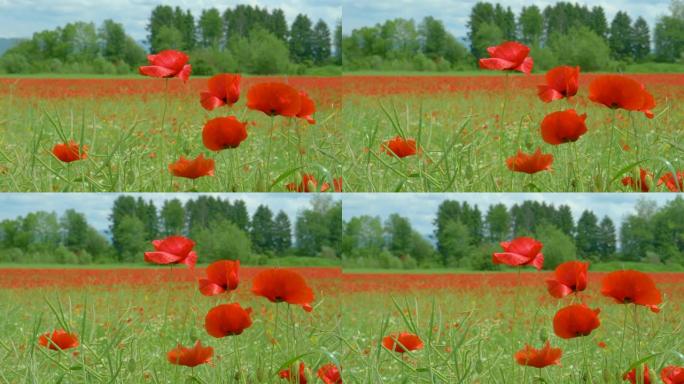 宏观，dop: 一片充满鲜红色花朵的草地在温暖的夏风中摇曳。