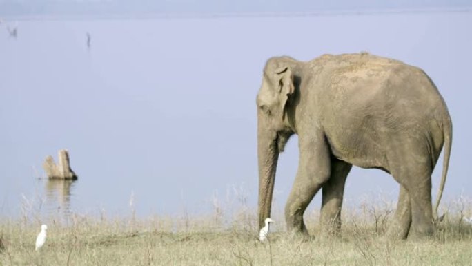 斯里兰卡河滨的大象女士