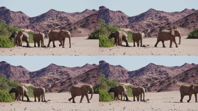 纳米比亚纳米布沙漠Hoanib山谷行走的四只沙漠大象的4k视图