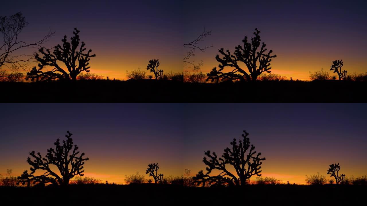 剪影: 烧焦的橙色傍晚天空横跨约书亚树国家公园上方。
